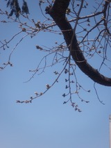 2011年4月13日　桜のつぼみ02