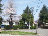 2012年4月25日臼田小学校前桜01